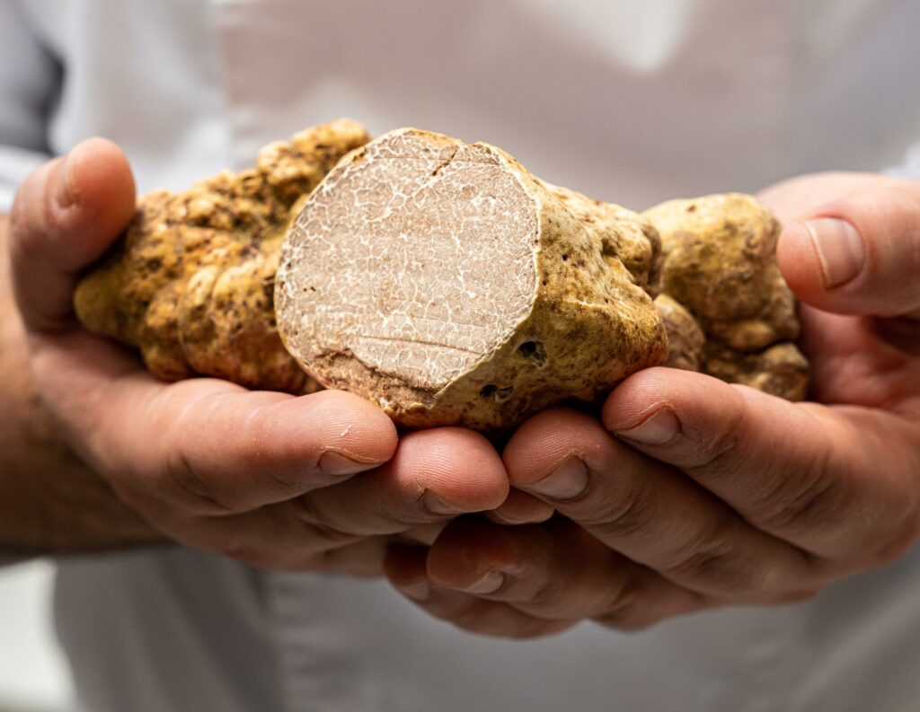 Truffe blanche d'Alba au restaurant L'Assaggio