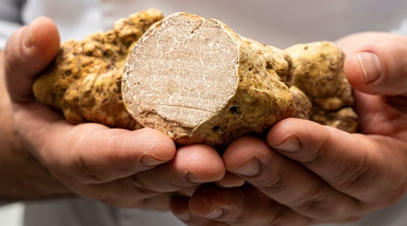 Truffe blanche d'Alba au restaurant L'Assaggio